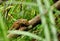 Striped squirrel Tamiops swinhoei formosanus