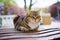 a striped stray cat on a park bench. shelter for stray cats and dogs.