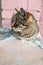 Striped stray cat sitting on the concrete