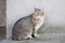 striped stray cat sitting by the wall of an apartment house on the street.