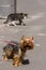 A striped stray cat walks around the merry Yorkshire Terrier with suspicion and apprehension.
