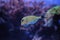 Striped surgeonfish Acanthurus lineatus