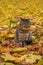 Striped tabby cat in autumn park watches the fall of leaves. Cat enjoying the magic of autumn day