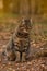 Striped tabby cat in the autumn  in red orange yellow autumn leaves