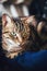 Striped tabby cat lying on clothes at home