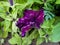 Striped terry violet large petunia in the garden