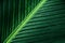 Striped texture of green palm leaf, abstract of banana leaf.
