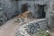 Striped tiger in the aviary behind the glass in the summer in the Zoo of St. Petersburg