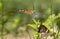 Striped tiger butterfly