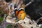 Striped tiger butterfly on lantana plant