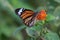 Striped tiger butterfly on lantana plant