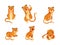 Striped Tiger Character with Orange Shaggy Fur Sitting, Sleeping and Roaring Vector Set