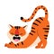 Striped Tiger with Orange Fur Stretching and Roaring Vector Illustration