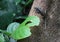 Striped Tree Skink Lizard