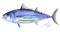 Striped tuna, Skipjack tuna watercolor illustration