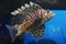 Striped Turkeyfish in the Deep Blue Sea Swimming
