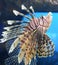 Striped Turkeyfish Swimming Under the Water`s Surface