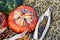 Striped Turks Turban gourd with ornamental Fiesta sweetcorn