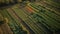 Striped vineyard rows in aerial view panorama generated by AI