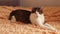 Striped white gray adult cat lies on the bed and blinks, falls asleep.