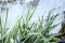 Striped White and Green Ribbon Grass, Phalaris Arundinacea Picta or Reed Canary Grass Growing By the Rustic Whitewashed Board