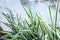 Striped White and Green Ribbon Grass, Phalaris Arundinacea Picta or Reed Canary Grass Growing By the Rustic Whitewashed Board