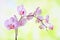 Striped white and pink orchids phalaenopsis flower