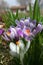 Striped White and Purple Crocuses 2 - Early Spring Flower - Iridaceae iris family