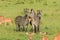 Striped Wild African Zebras and Impalas