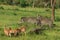 Striped Wild African Zebras and Impalas