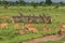 Striped Wild African Zebras and Impalas