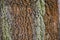 Striped wood bark surface with green and dark orange color stripes. Rough texture of old oak tree bark closeup.