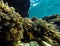 Striped wrasse in a clear blue ocean