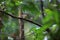 Striped Wren-Babbler