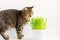 Striped young cat eats fresh green grass. Cat grass, sprouted oats. Natural vitamins for cats