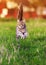 Striped young cat runs fast on a bright green summer meadow on a