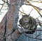 striped young cat sitting on a tree