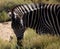 Striped Zebra