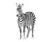 Striped zebra. African safari animal. sketch vector graphics monochrome drawing.