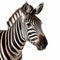 Striped Zebra Artwork On White Background: Frieke Janssens Inspired