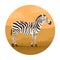 Striped zebra on the background of the wild savannah