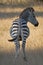Striped: Zebra from the Rear