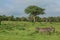 Striped Zebras in the Mikumi National Park