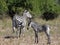 Striped zebras side by side in a grassy field in the African savanna