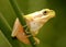 Stripeless Tree Frog with Fly in Mouth