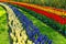 Stripes of colorful tulips and Hyacinthus