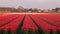 Stripes of colour: brightly coloured tulips reflect the evening light in a flower field near Lisse, Netherlands.