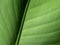 Stripes Pattern of Canna Lily Leaf