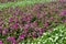 Stripes of white and purple catharanthus roseus flowers in flowerbed