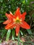 Stripped Barbados Lily, Princeville Botanical Gardens, Kauai, Hawaii, USA